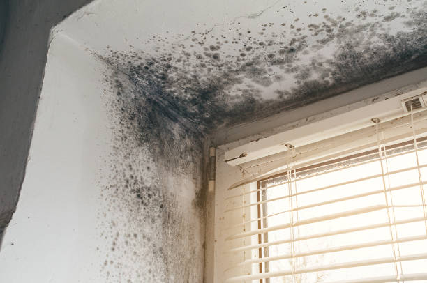Trusted Attic Mold Removal service in Morristown, NJ - Cheap Mold Removal