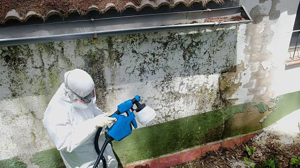 Trusted Basement Mold Remediation service in Morristown, NJ - Cheap Mold Removal